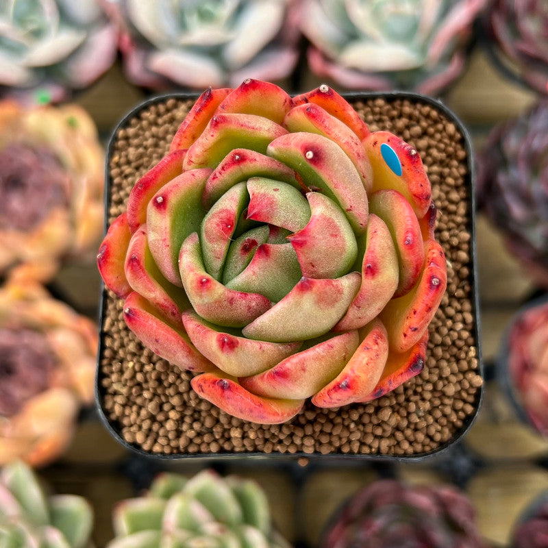 Echeveria 'Jillian' 2" Succulent Plant Cutting