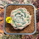 Echeveria 'Alba Beauty' Short Leaf Form 2" Succulent Plant Cutting