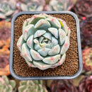 Echeveria 'Alba Beauty' Short Leaf Form 2" Succulent Plant Cutting