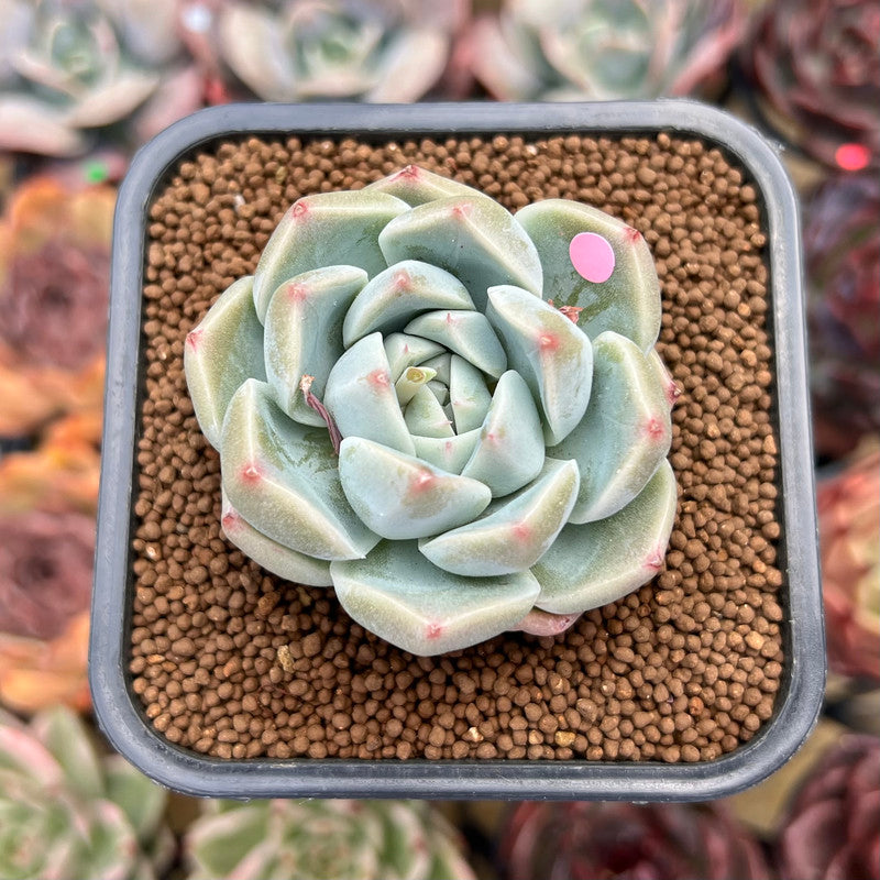 Echeveria 'Alba Beauty' Short Leaf Form 2" Succulent Plant Cutting