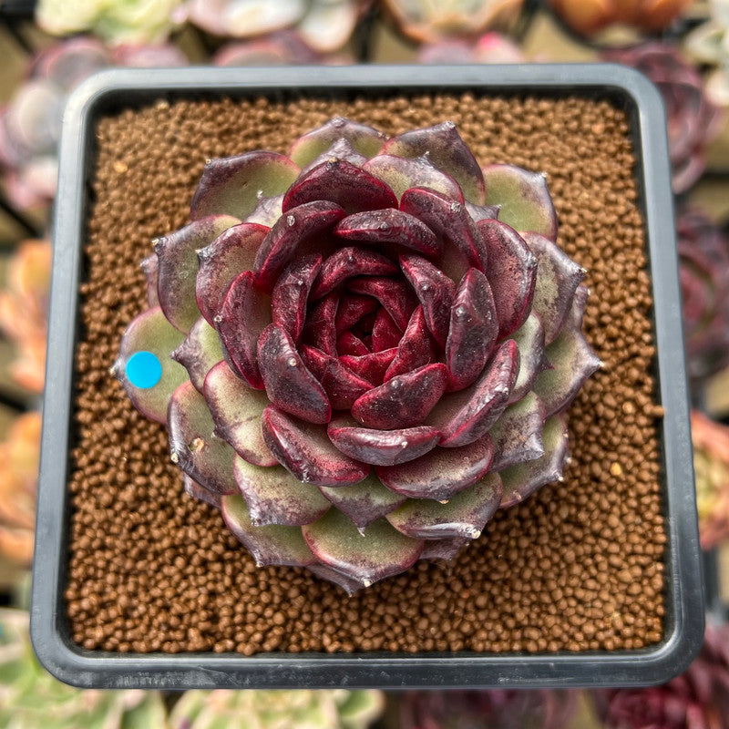 Echeveria 'Black Pearl' 3" Succulent Plant Cutting