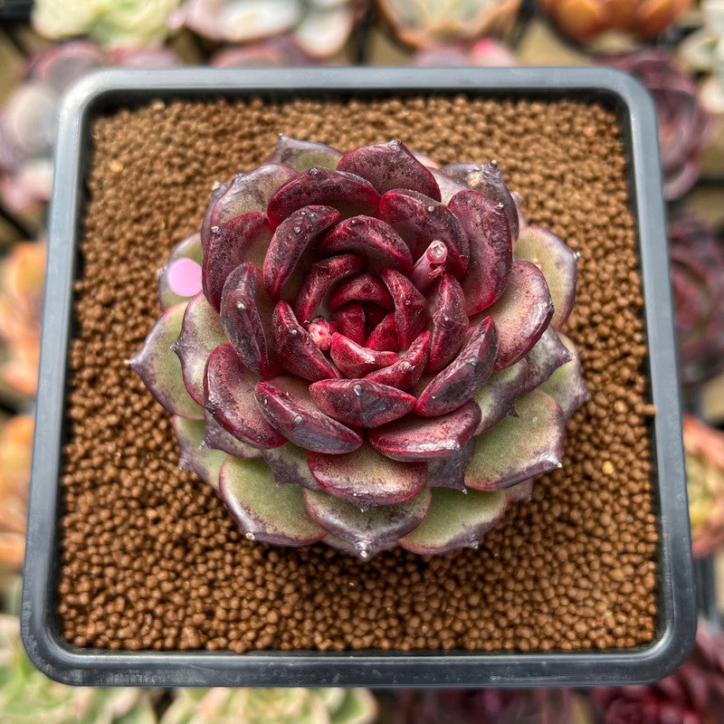 Echeveria 'Black Pearl' 3" Succulent Plant Cutting