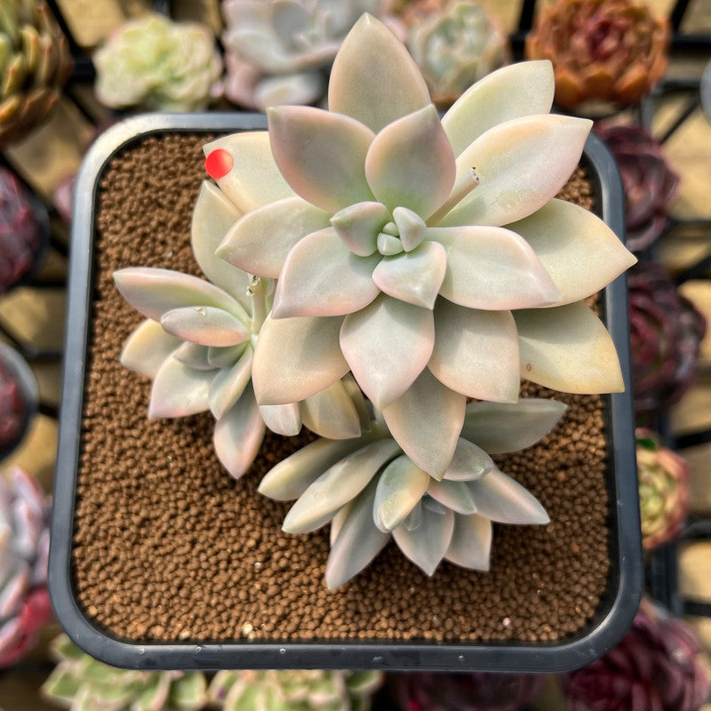 Graptopetalum 'Paraguayensis Awayuki' Variegated 5" Cluster Succulent Plant Cutting