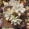 Graptopetalum 'Paraguayensis Awayuki' Variegated 5" Cluster Succulent Plant Cutting