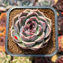 Echeveria 'Lavender Rose' 2"-3" Succulent Plant Cutting