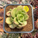 Echeveria 'Apple Flower' 2" Succulent Plant Cutting