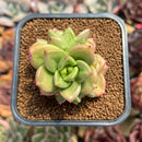 Echeveria 'Apple Flower' 2" Succulent Plant Cutting