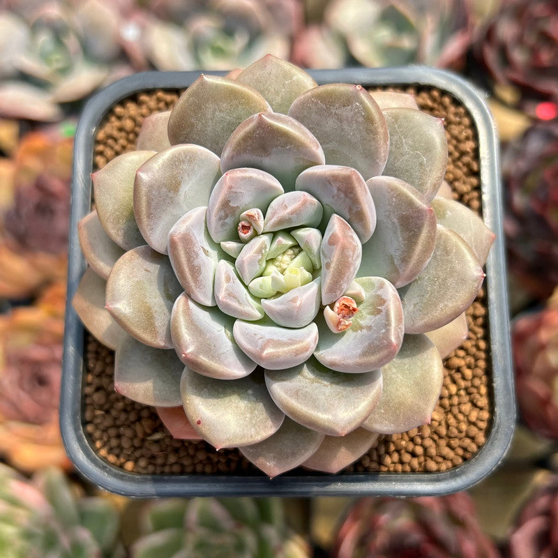 Graptoveria 'Highstone' 3" Succulent Plant Cutting