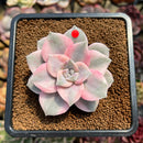 Graptopetalum 'Purple Delight' Variegated 2"-3" Succulent Plant Cutting