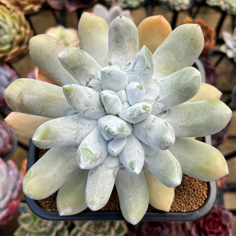 Dudleya Pachyphytum 5"-6" (Greenhouse grown not wild collected) Succulent Plant Cutting