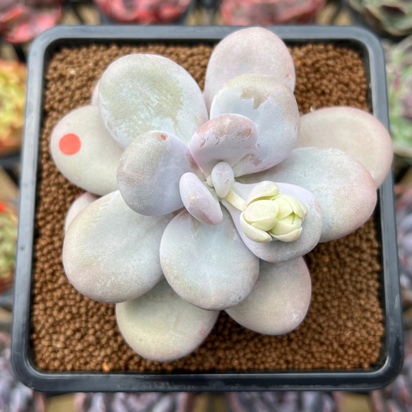 Pachyphytum 'Oviferum' 3"-4" Succulent Plant