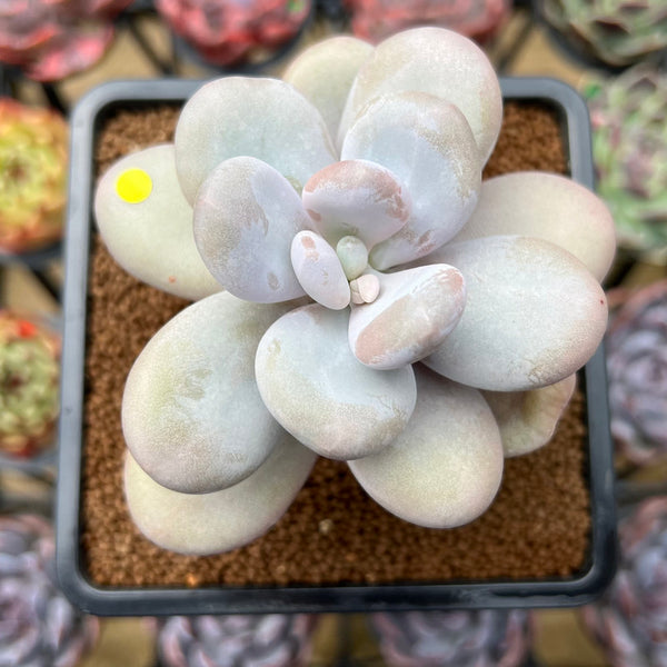 Pachyphytum 'Oviferum' 3"-4" Succulent Plant