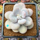 Pachyphytum 'Oviferum' 3"-4" Succulent Plant