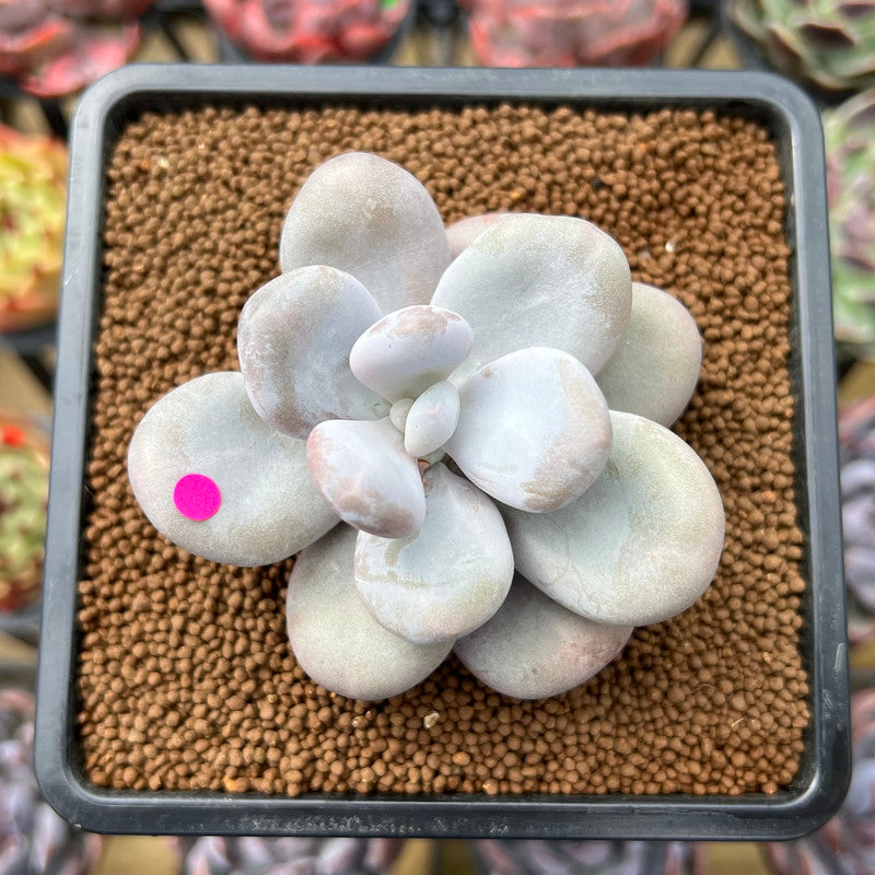 Pachyphytum 'Oviferum' 3"-4" Succulent Plant