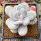 Pachyphytum 'Oviferum' 3"-4" Succulent Plant