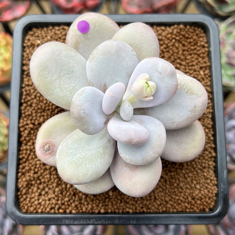 Pachyphytum 'Oviferum' 3"-4" Succulent Plant