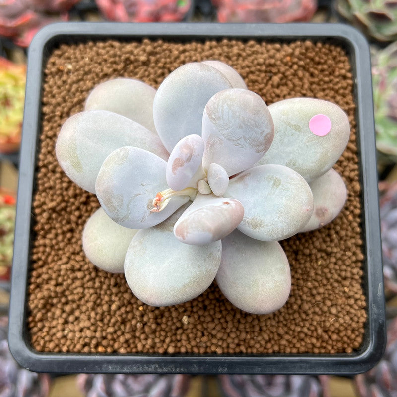 Pachyphytum 'Oviferum' 3"-4" Succulent Plant