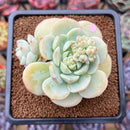 Sedeveria 'Pudgy' 2"-3" Succulent Plant Cutting