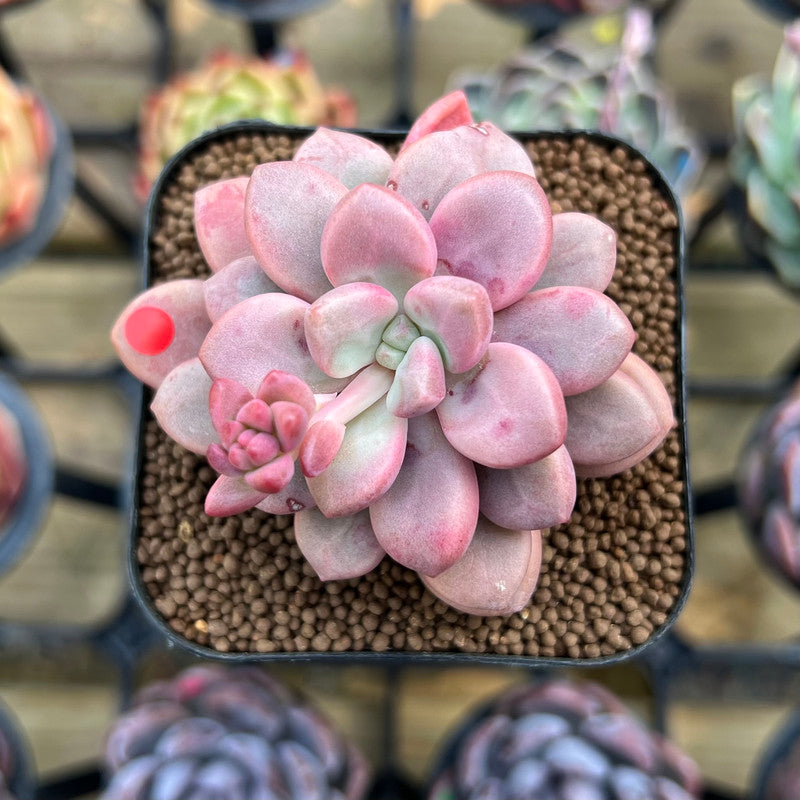 Graptopetalum 'Polari Heart' 2" Succulent Plant Cutting