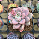 Graptopetalum 'Polari Heart' 2" Succulent Plant Cutting