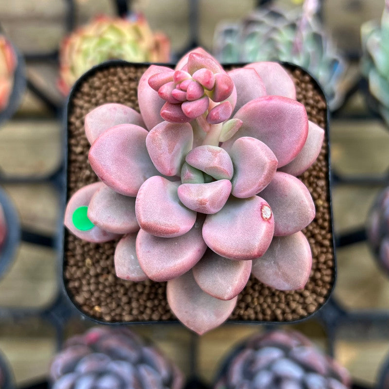 Graptopetalum 'Polari Heart' 2" Succulent Plant Cutting