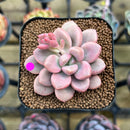 Graptopetalum 'Polari Heart' 2" Succulent Plant Cutting