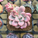 Graptopetalum 'Polari Heart' 2" Succulent Plant Cutting