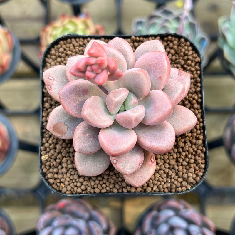 Graptopetalum 'Polari Heart' 2" Succulent Plant Cutting