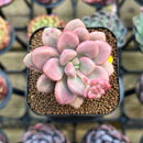 Graptopetalum 'Polari Heart' 2" Succulent Plant Cutting