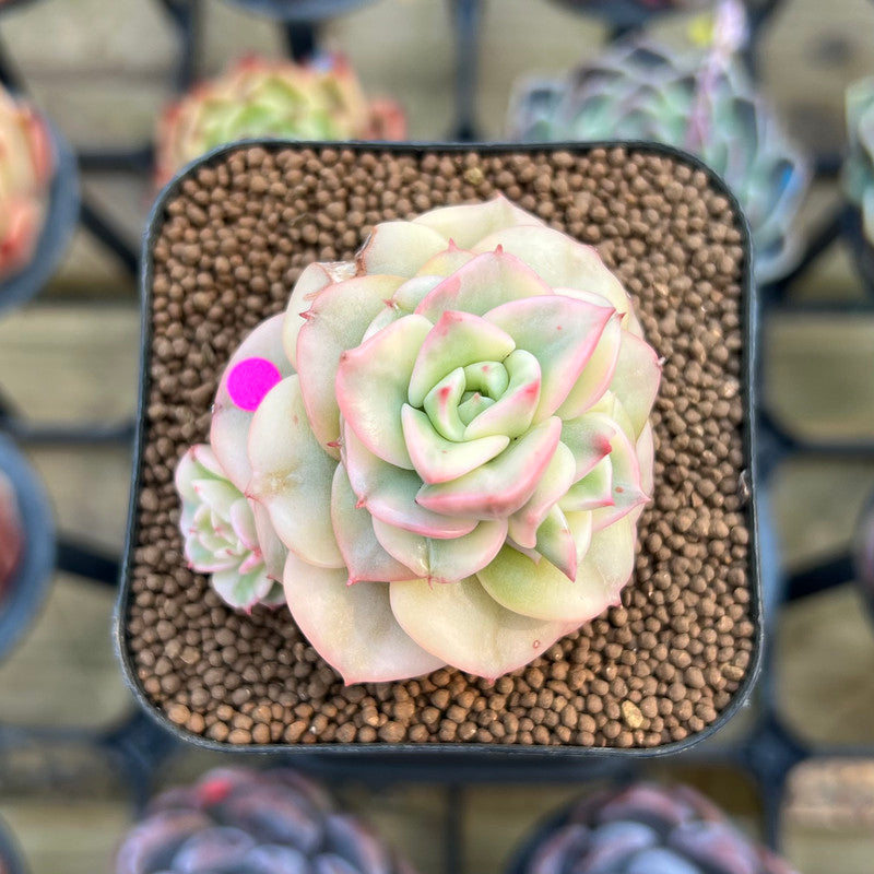 Sedeveria 'Rolly' Variegated 2" Succulent Plant