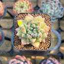 Pachyphytum 'Unicorn' 1" Small Changhee Hybrid Succulent Plant