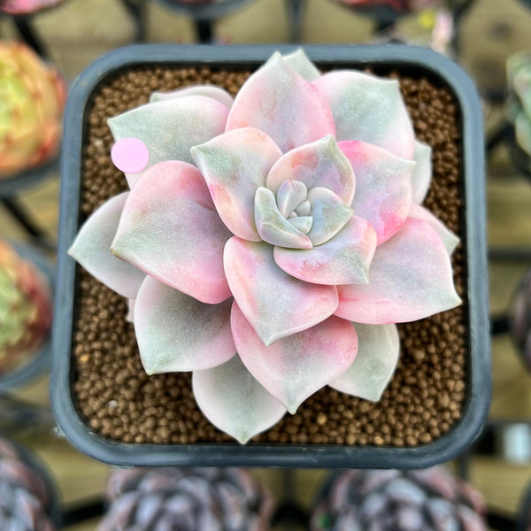 Graptopetalum 'Purple Delight' Variegated 2"-3" Succulent Plant