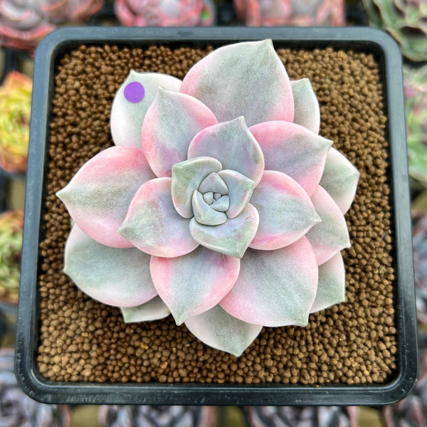 Graptopetalum 'Purple Delight' Variegated 2"-3" Succulent Plant