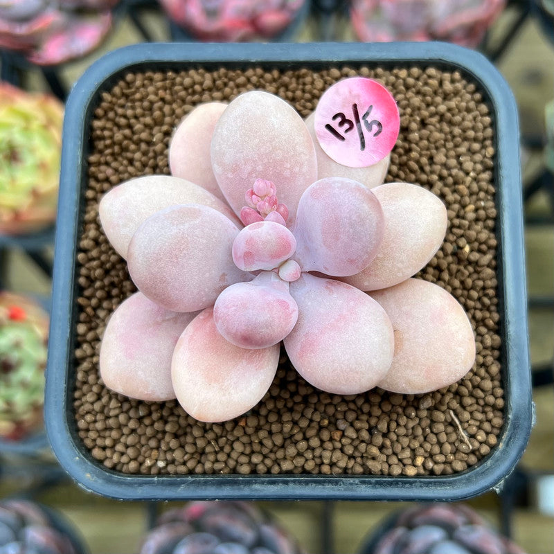 Graptopetalum 'Amethystinum' 2" Succulent Plant Cutting