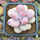 Graptopetalum 'Amethystinum' 2" Succulent Plant Cutting