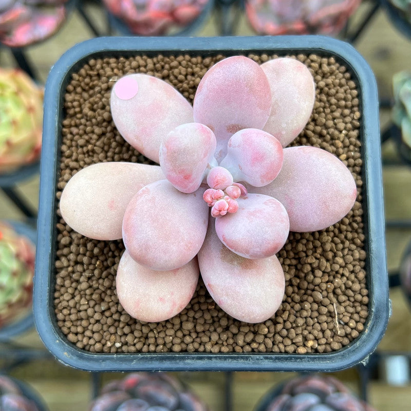 Graptopetalum 'Amethystinum' 2" Succulent Plant Cutting