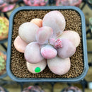 Graptopetalum 'Amethystinum' 2" Succulent Plant Cutting