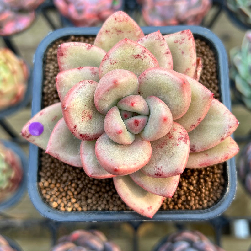 Graptoveria 'Avocado Cream' 2" Succulent Plant Cutting