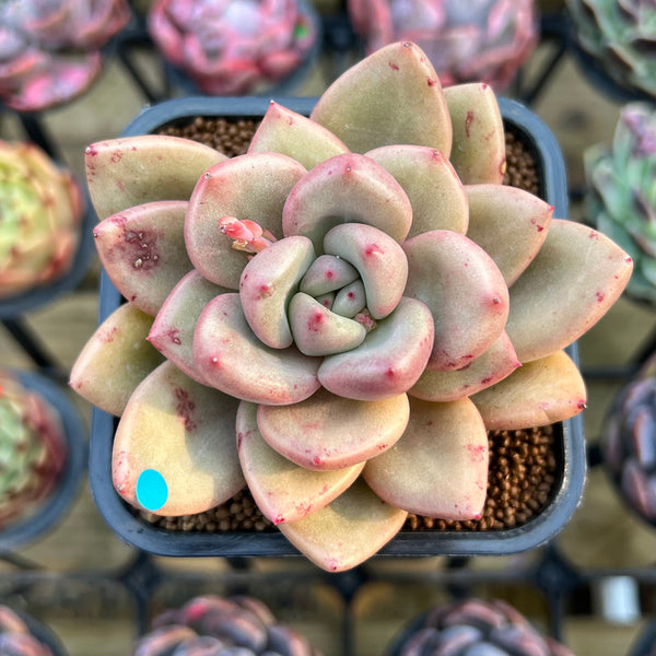 Graptoveria 'Avocado Cream' 2" Succulent Plant Cutting