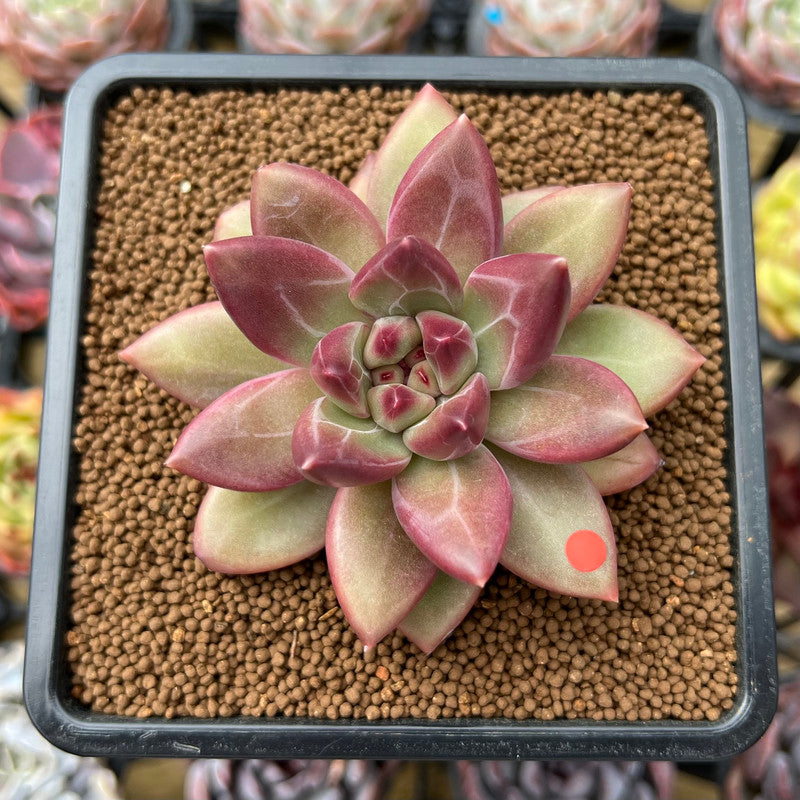 Pachyphytum 'Tivoli' 2"-3" Succulent Plant Cutting