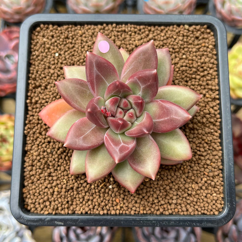 Pachyphytum 'Tivoli' 2"-3" Succulent Plant Cutting