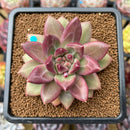 Pachyphytum 'Tivoli' 2"-3" Succulent Plant Cutting