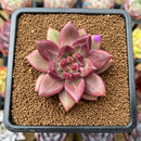 Pachyphytum 'Tivoli' 2"-3" Succulent Plant Cutting