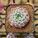 Echeveria Hybrid sp. 2" Unique Seed-Grown Flower Village Original Hybrid Succulent Plant Cutting