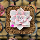 Graptopetalum 'Purple Delight' Variegated 1"-2" Succulent Plant Cutting