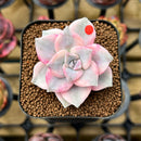 Graptopetalum 'Purple Delight' Variegated 1"-2" Succulent Plant Cutting