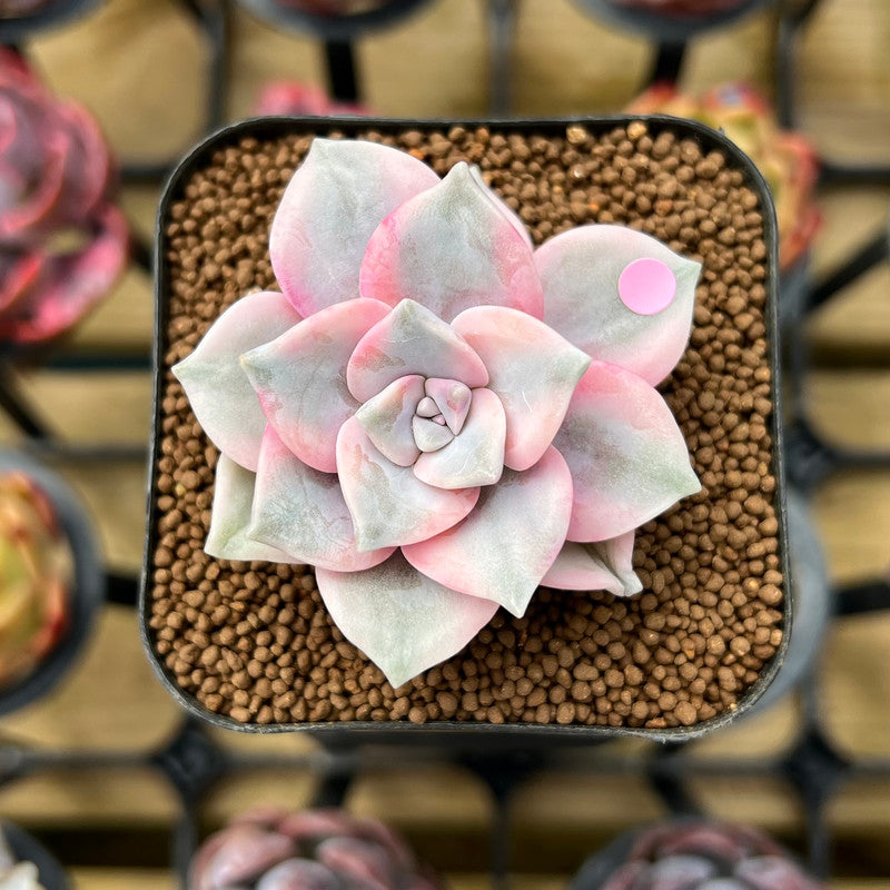 Graptopetalum 'Purple Delight' Variegated 1"-2" Succulent Plant Cutting