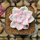 Graptopetalum 'Purple Delight' Variegated 1"-2" Succulent Plant Cutting