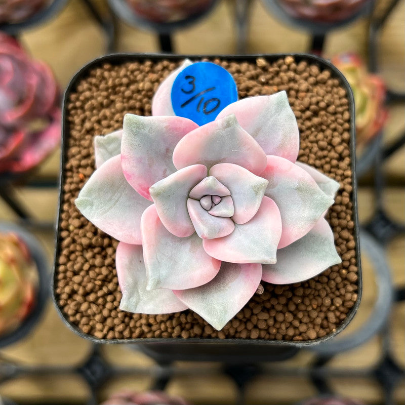 Graptopetalum 'Purple Delight' Variegated 1"-2" Succulent Plant Cutting