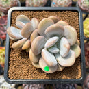 Graptoveria 'Lalla' 3" Cluster Succulent Plant Cutting